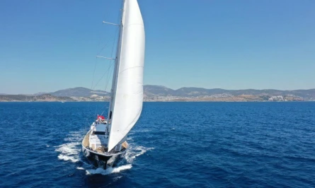 Canaria 6